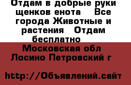 Отдам в добрые руки щенков енота. - Все города Животные и растения » Отдам бесплатно   . Московская обл.,Лосино-Петровский г.